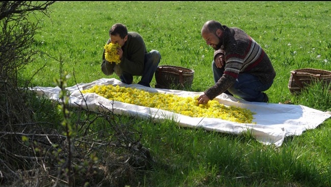 Saison de la cueillette de l'arnica dans les Vosges.